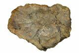 Fossil Ankylosaurid Ungual (Claw) - Montana #183999-5